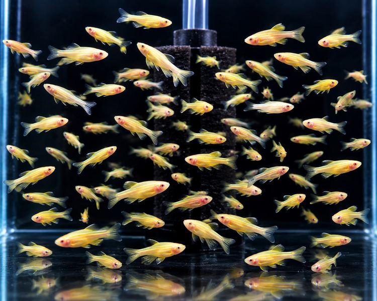Gold Zebra Danio ~ 2-3cm